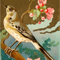 CigCardMockingBird CigCardMockingBird
